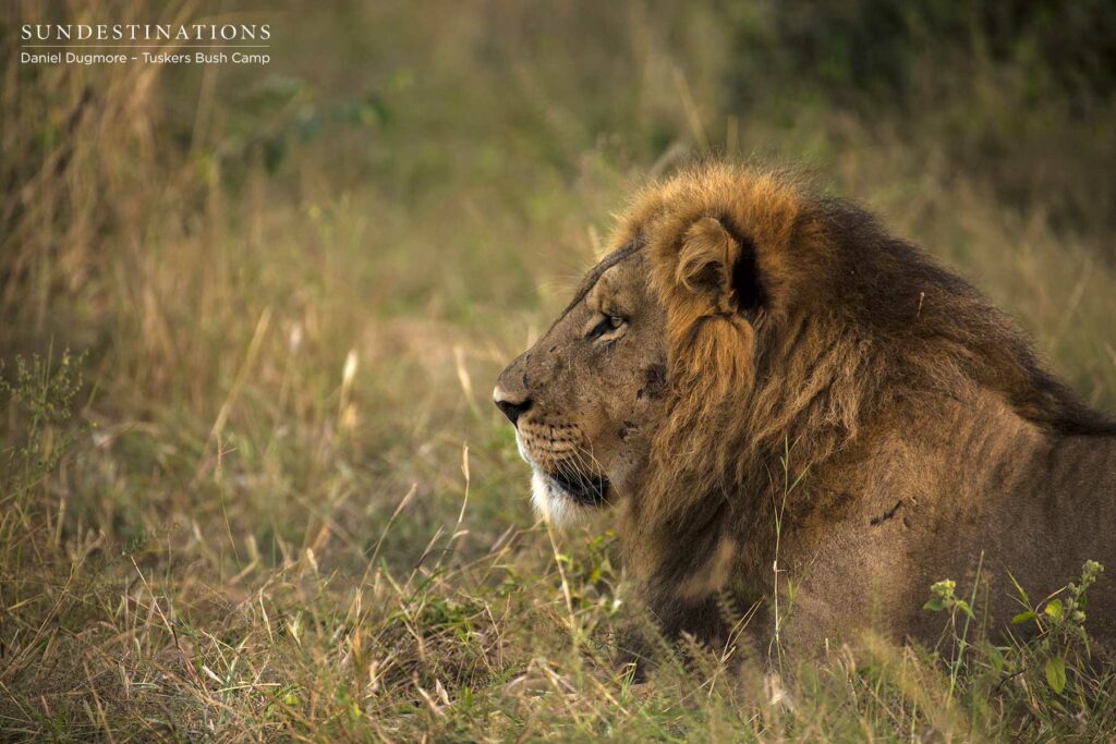 Powerful Male from Kwatale Concession