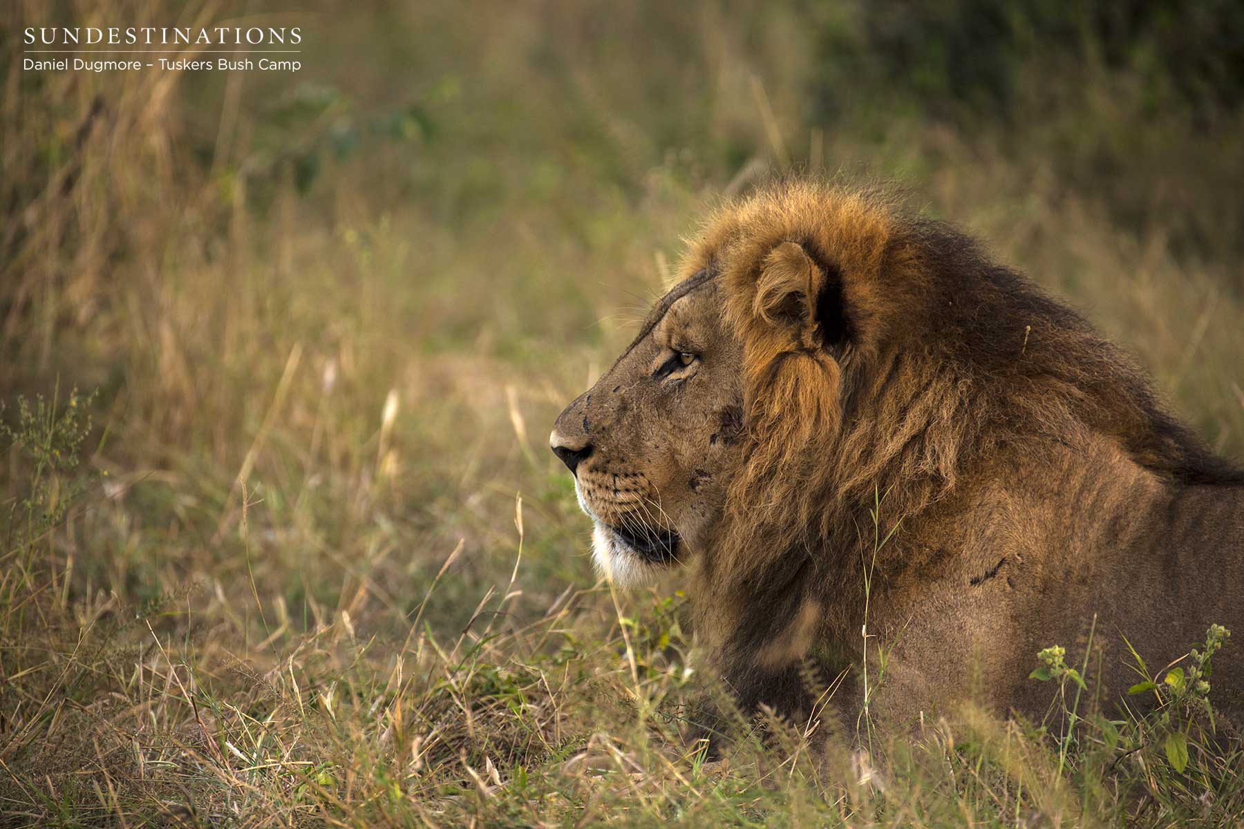 Powerful Male from Kwatale Concession
