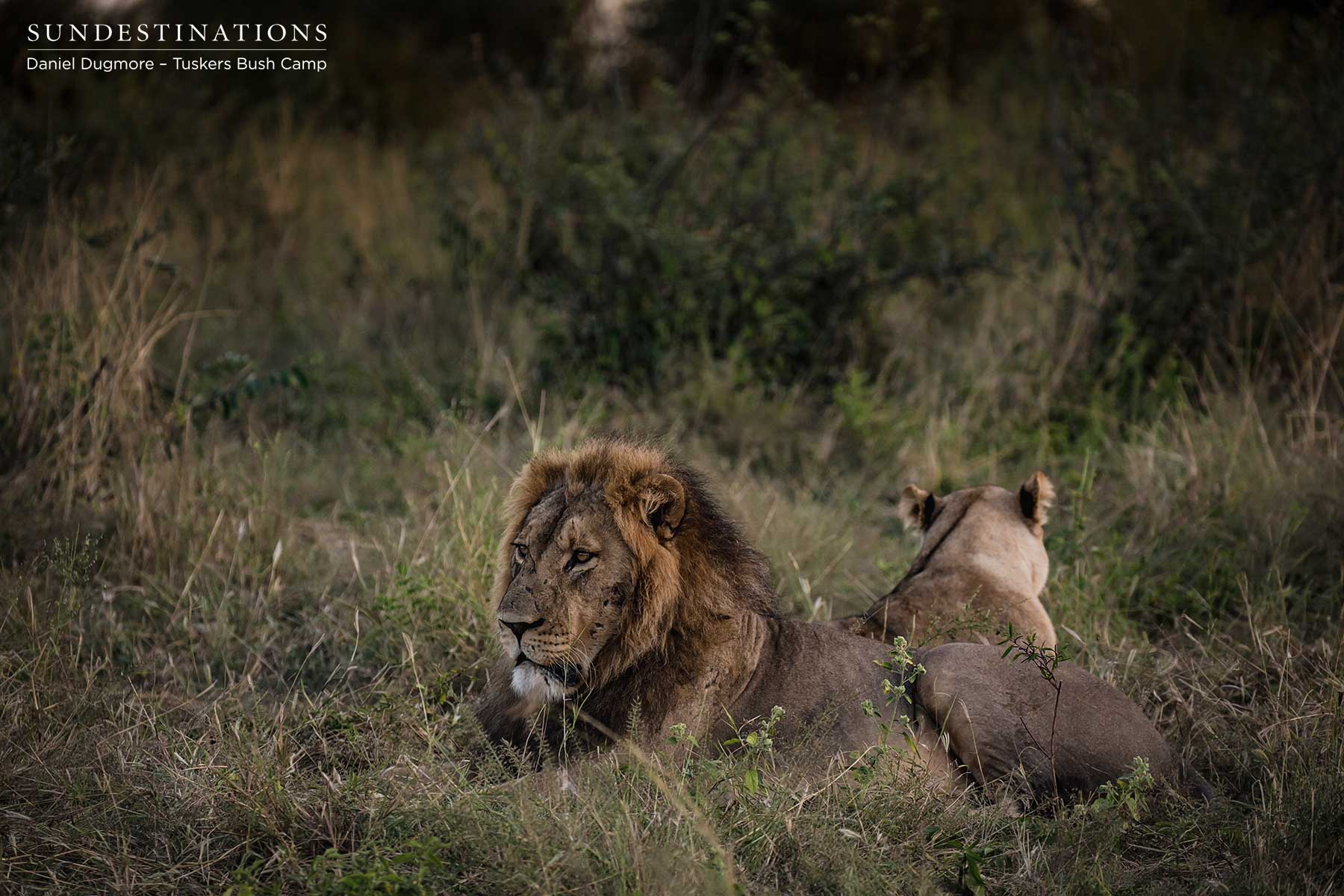 In Between Mating Sessions