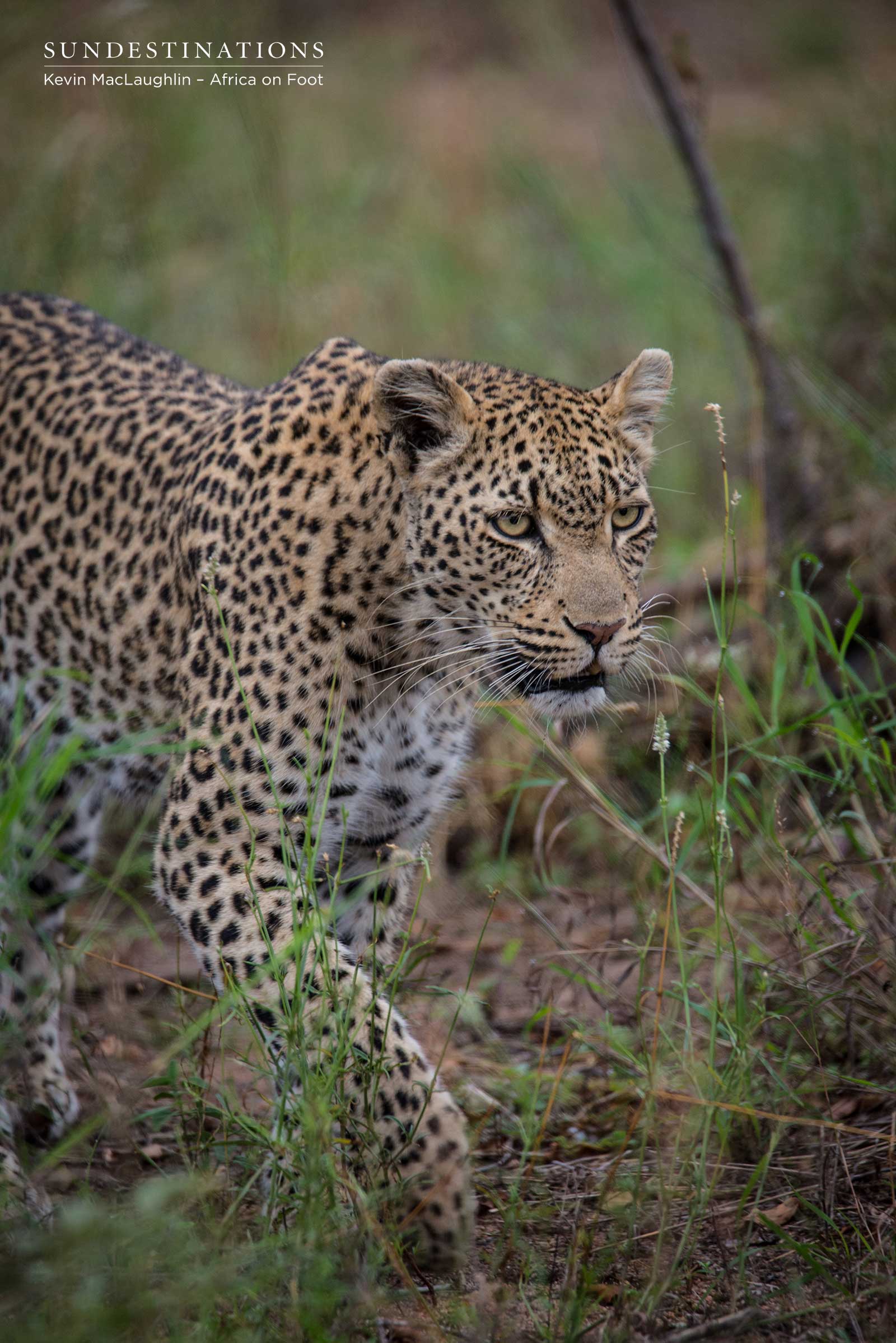 Ross Dam Leopardess