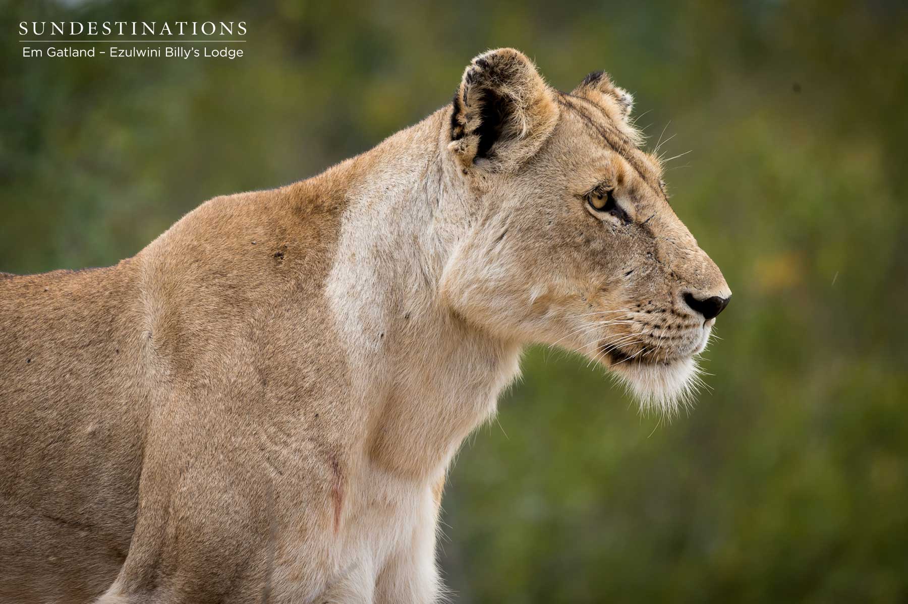 Lioness Ezulwini Game Lodges