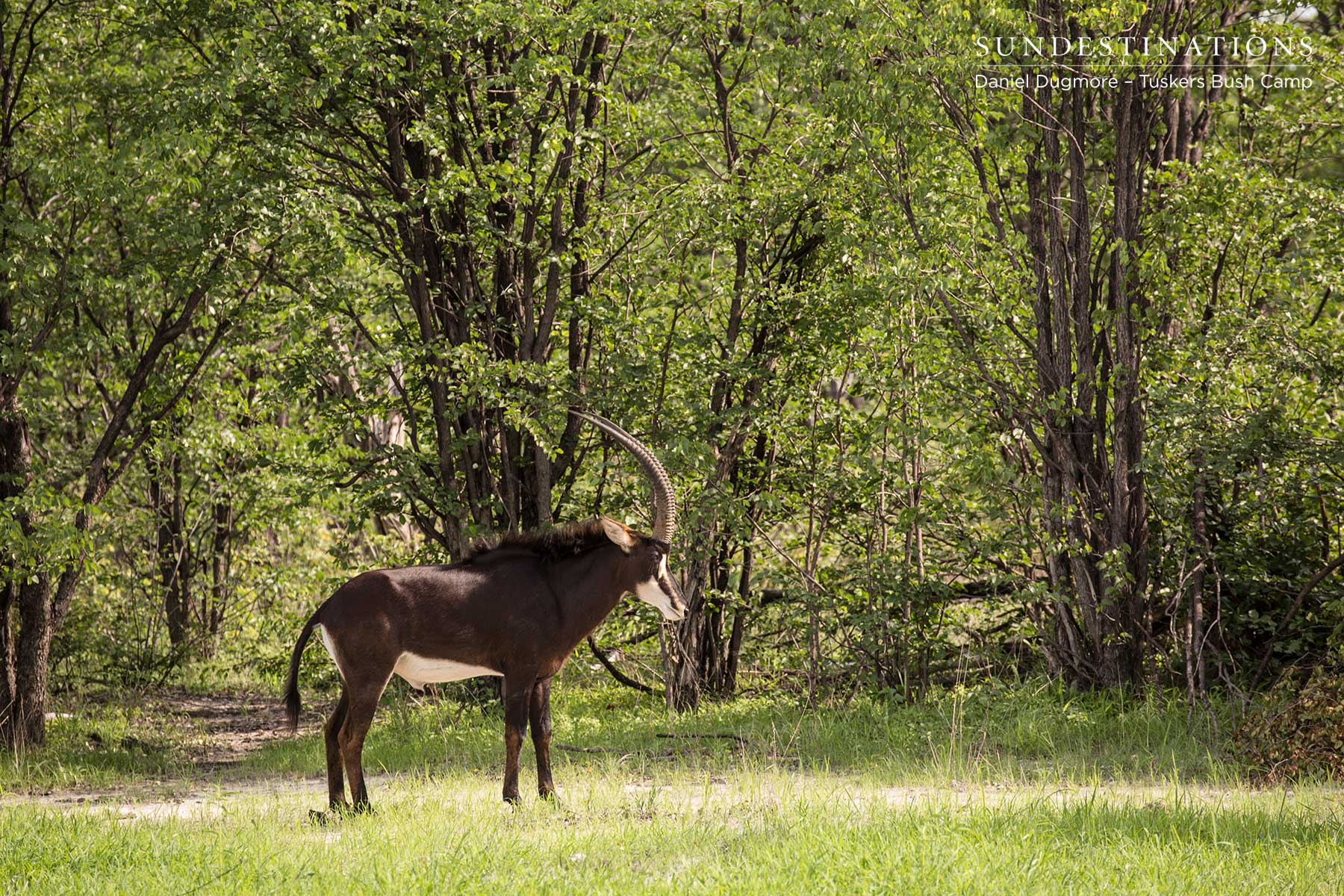 Sable at Tuskers Bush Camp