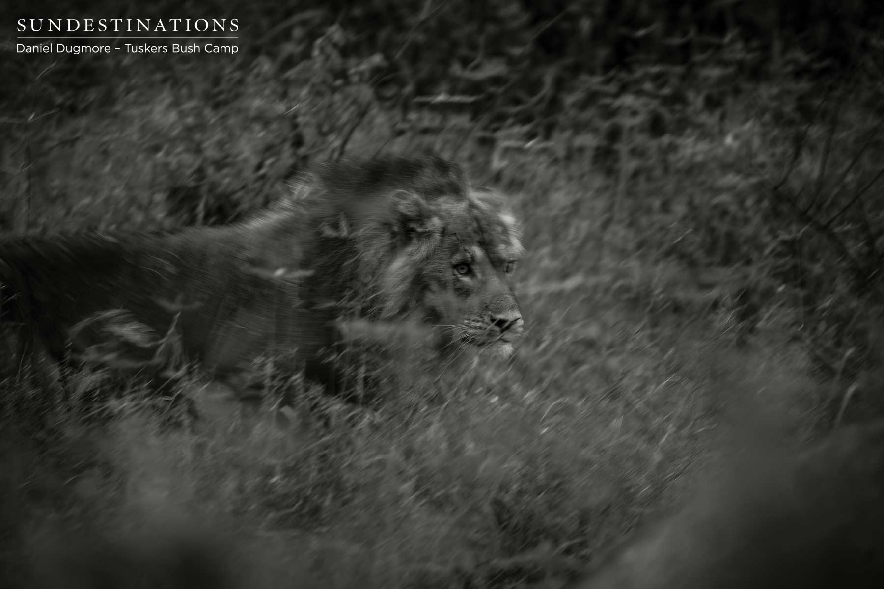 Tuskers Bush Camp Lion