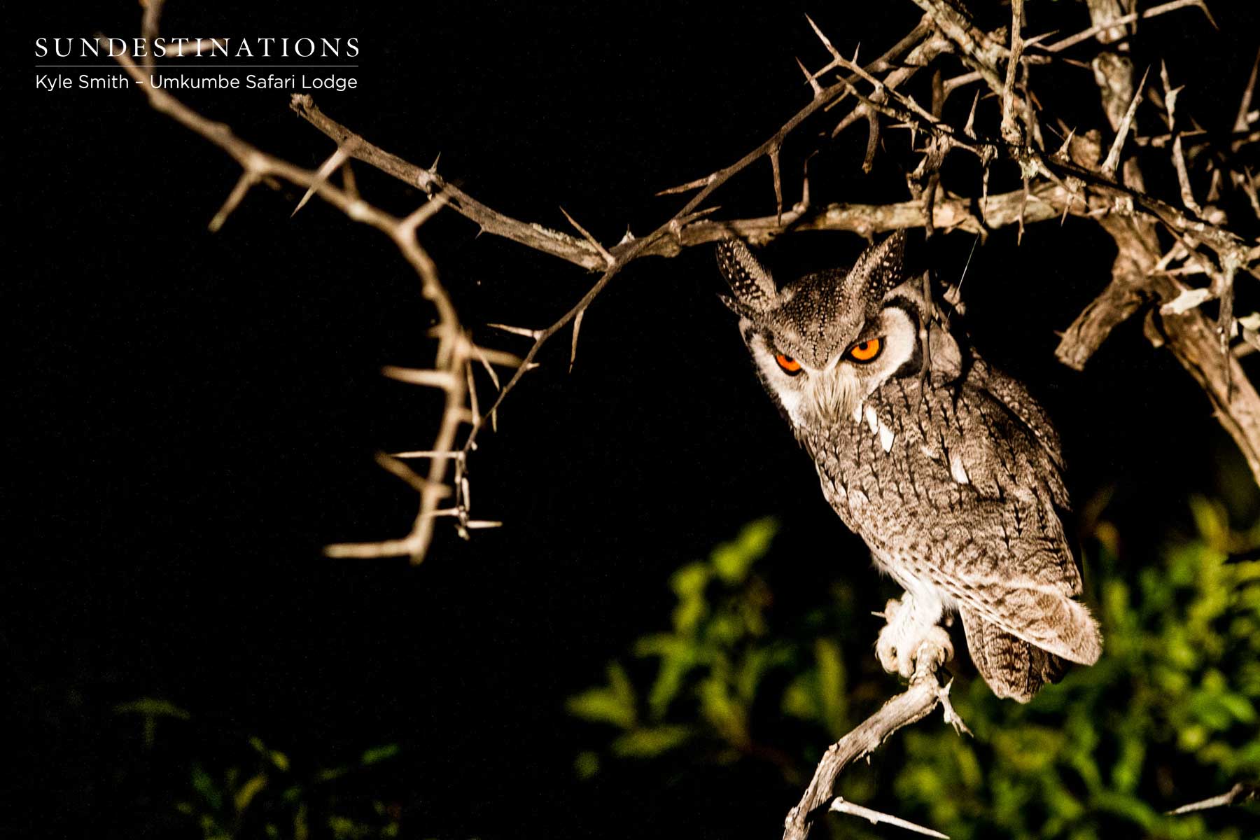 Southern white-face owl
