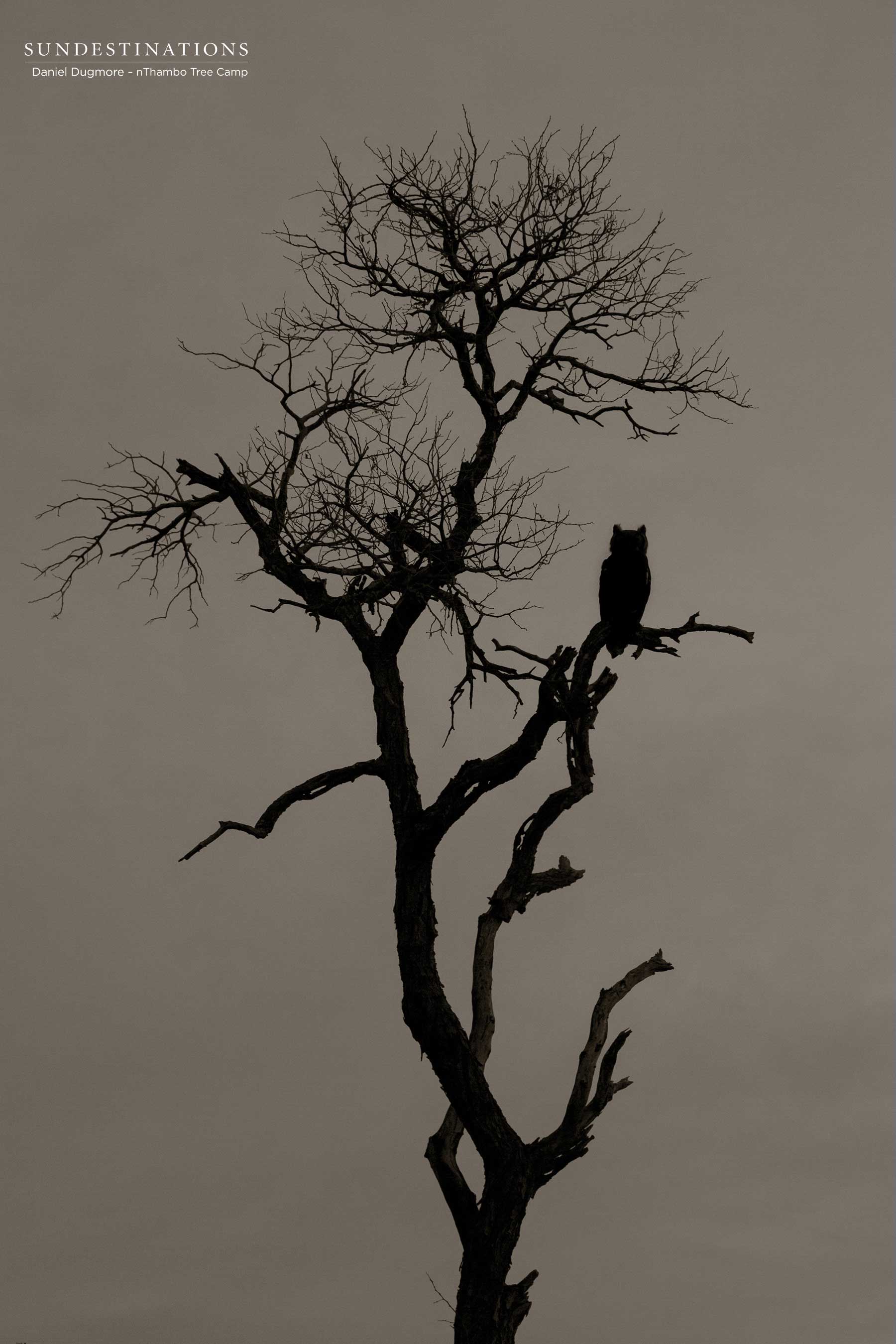 Verrauxs Owl