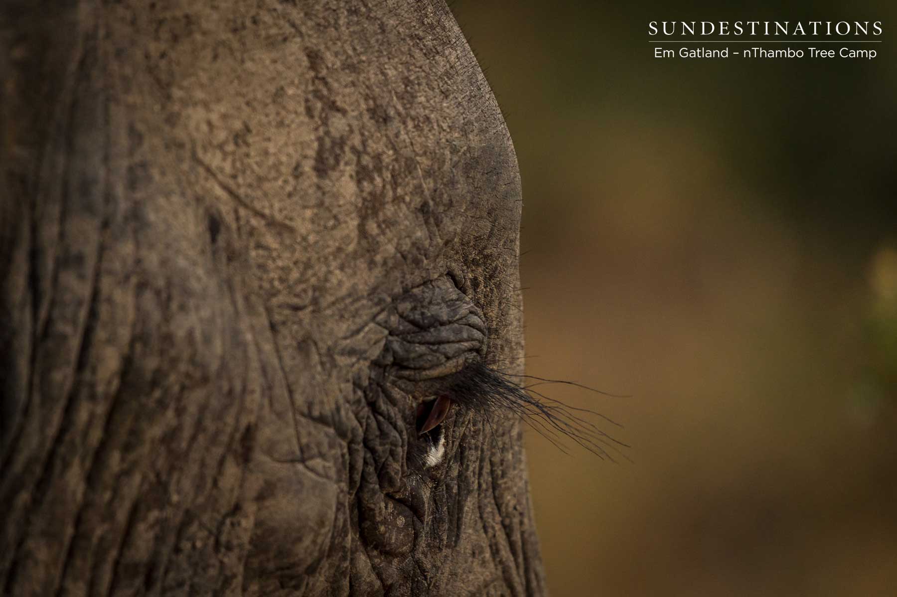 Eye of the Elephant