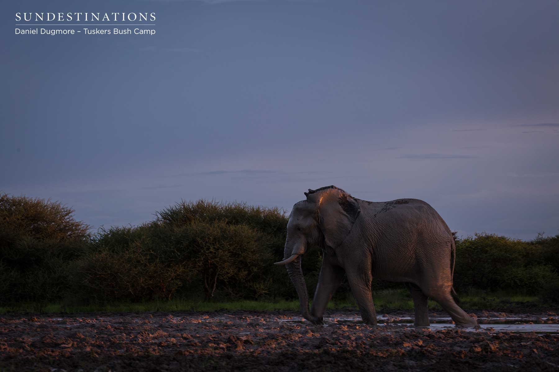 Elephant at the Waterhole