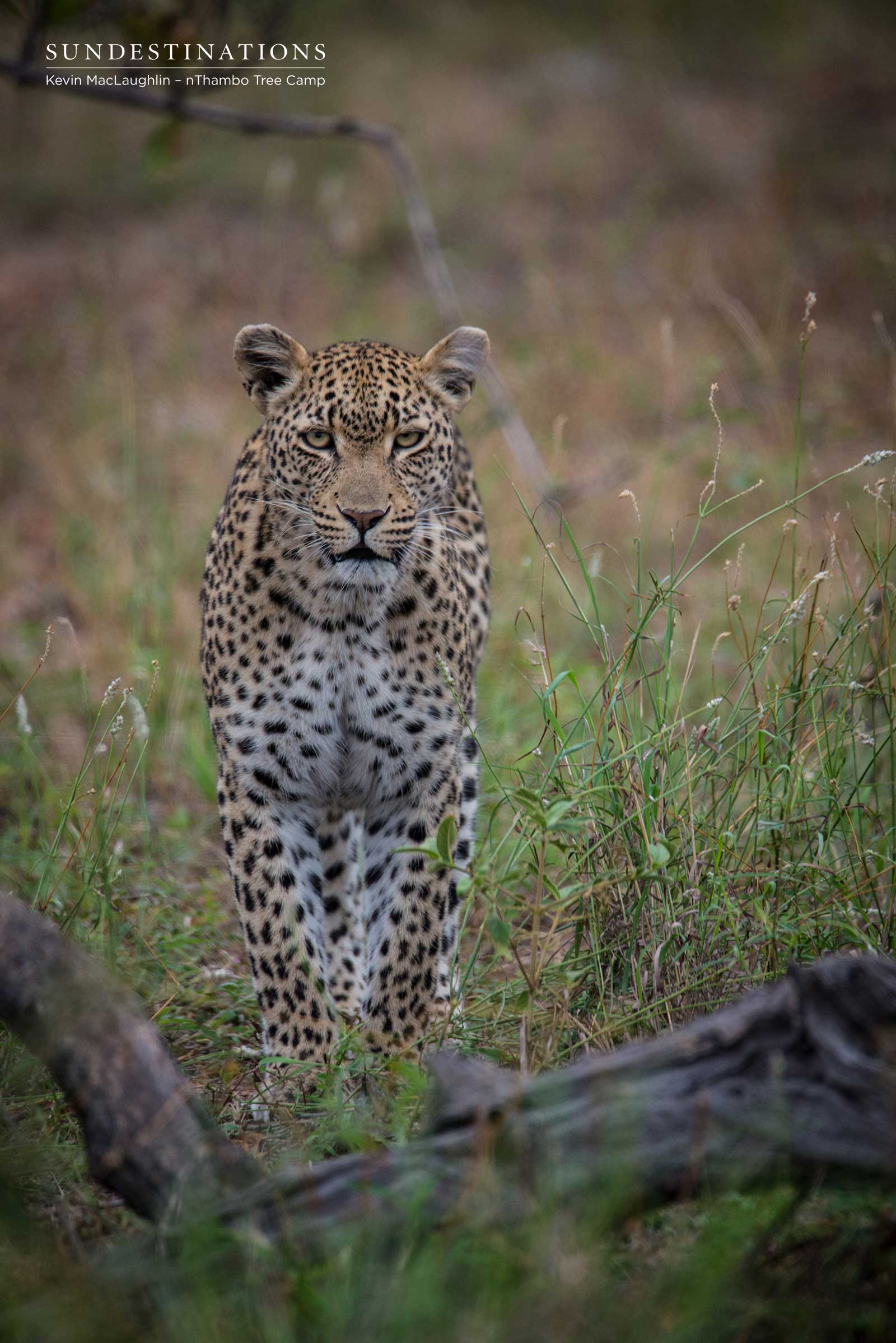 Ross Dam Leopardess