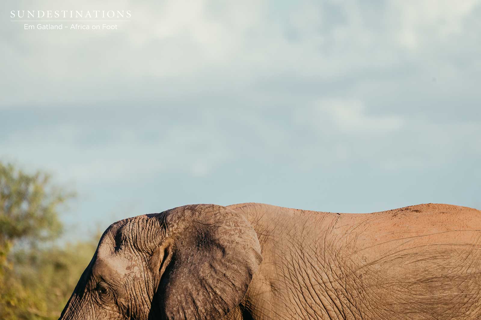 Africa on Foot Elephant
