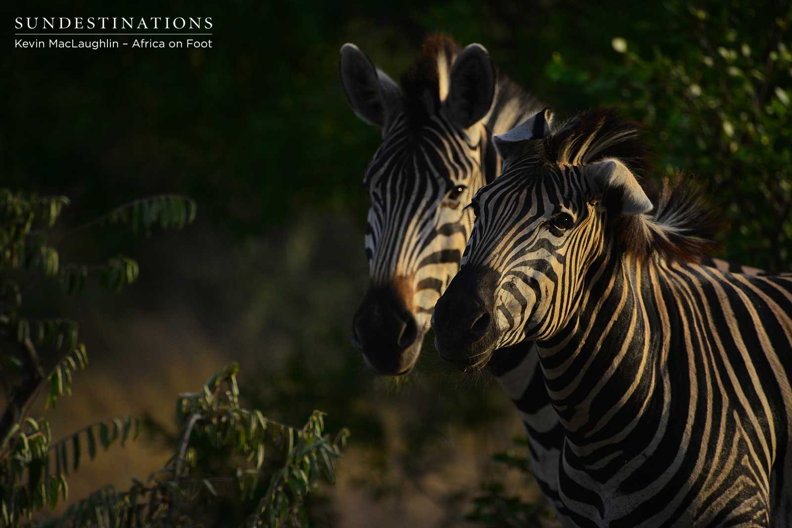 Africa on Foot Zebra
