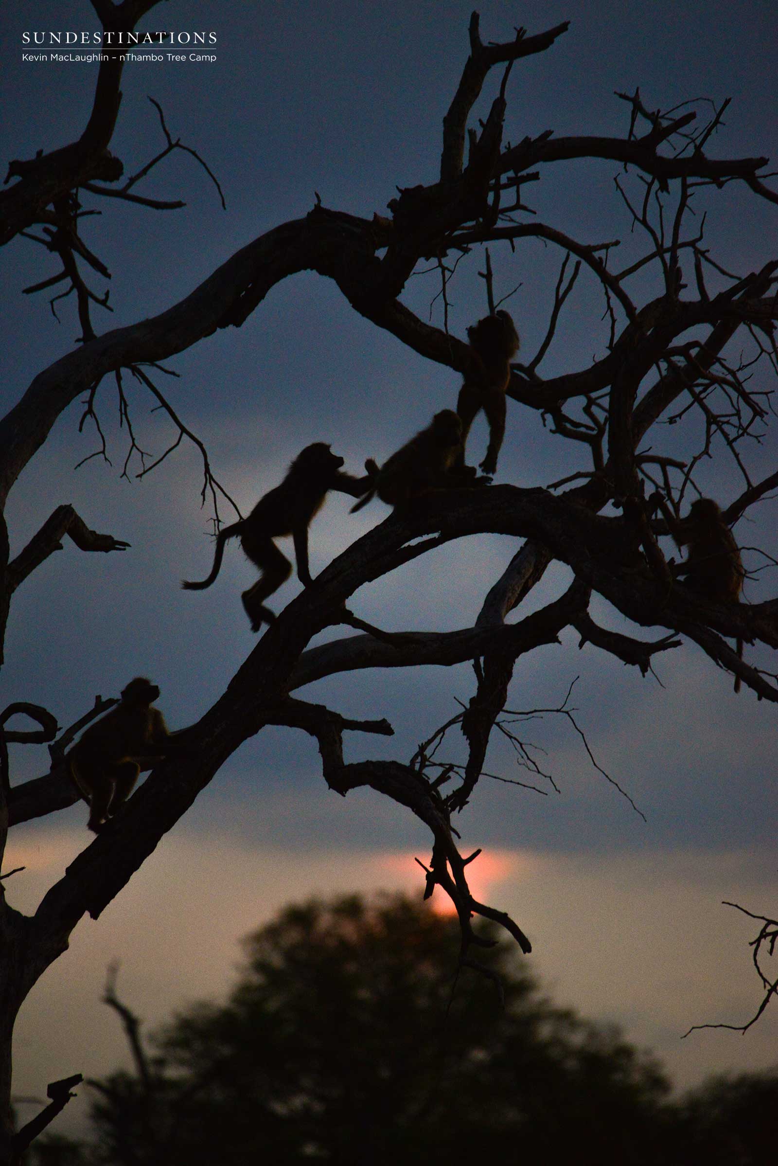 nThambo Baboons at Night
