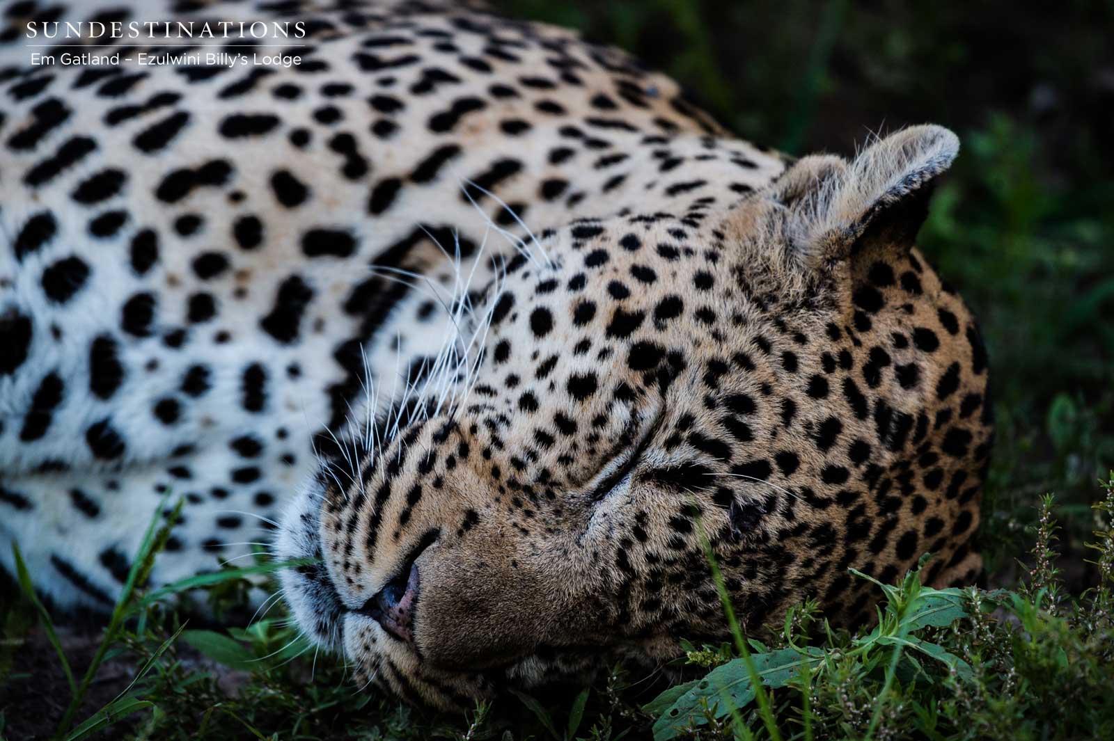 Chavaluthu Leopard Balule