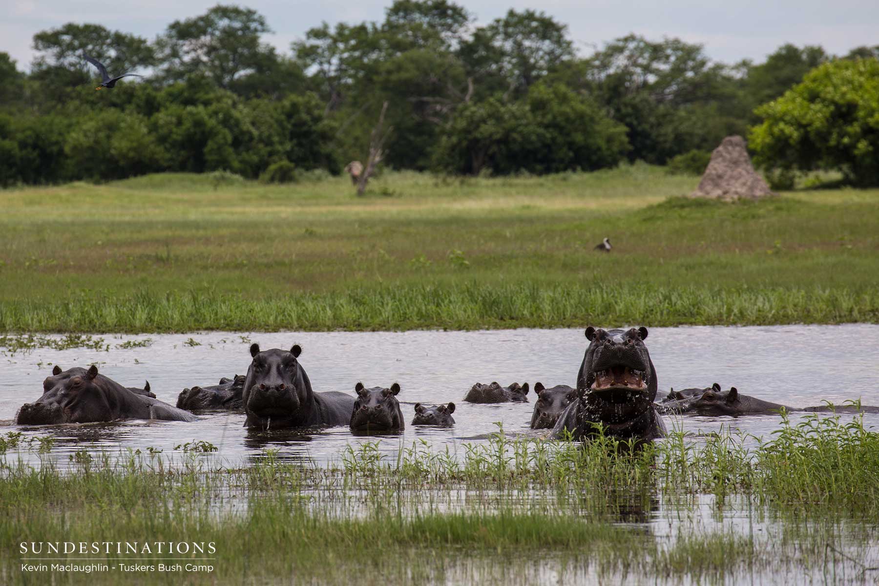 Hippo Xobega Island Camp