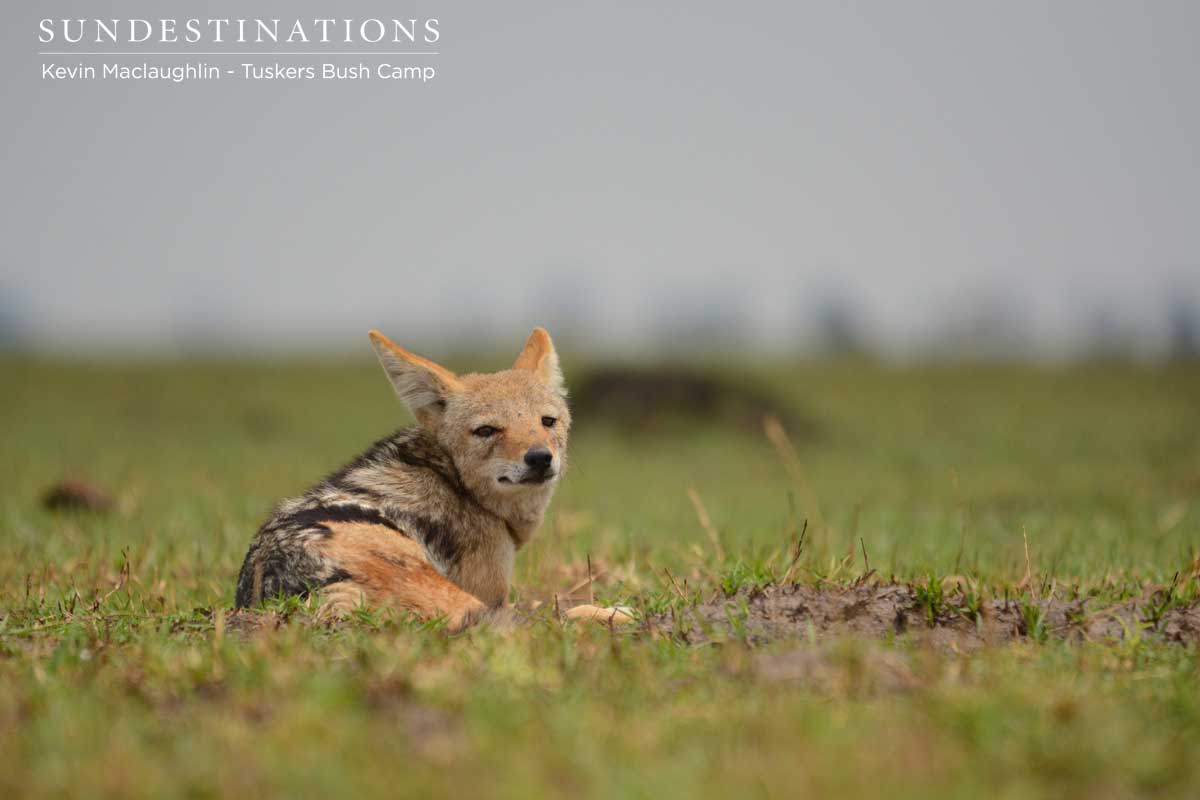 Jackal Tuskers Bush Camp