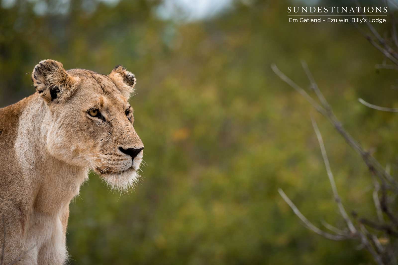 Lioness Ezulwini Game Lodges