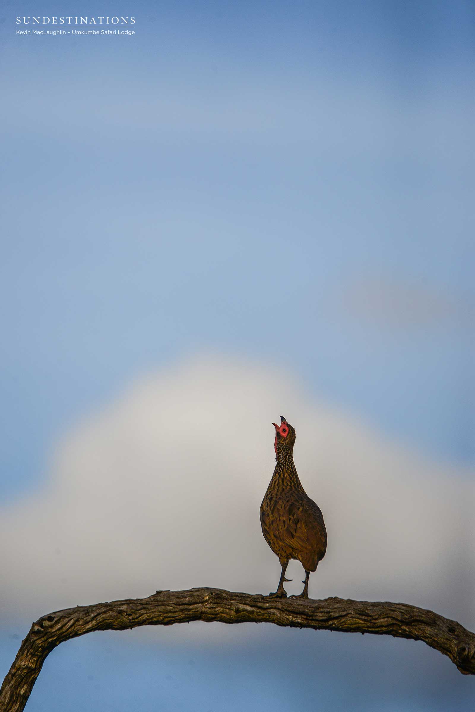 Swanson's Spurfowl Umkumbe