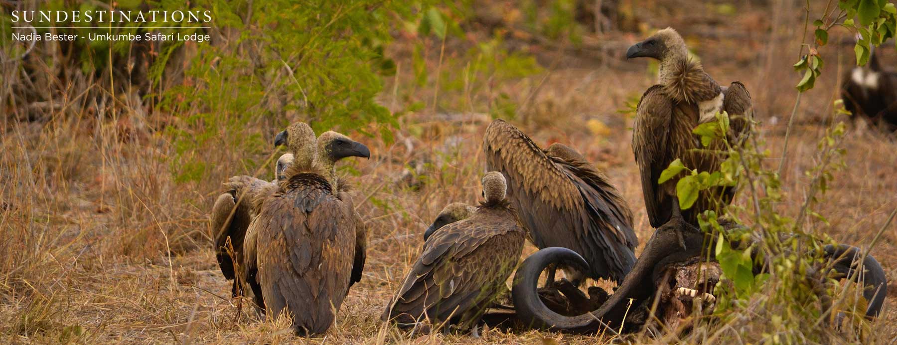 White-backed Vultures at Kill