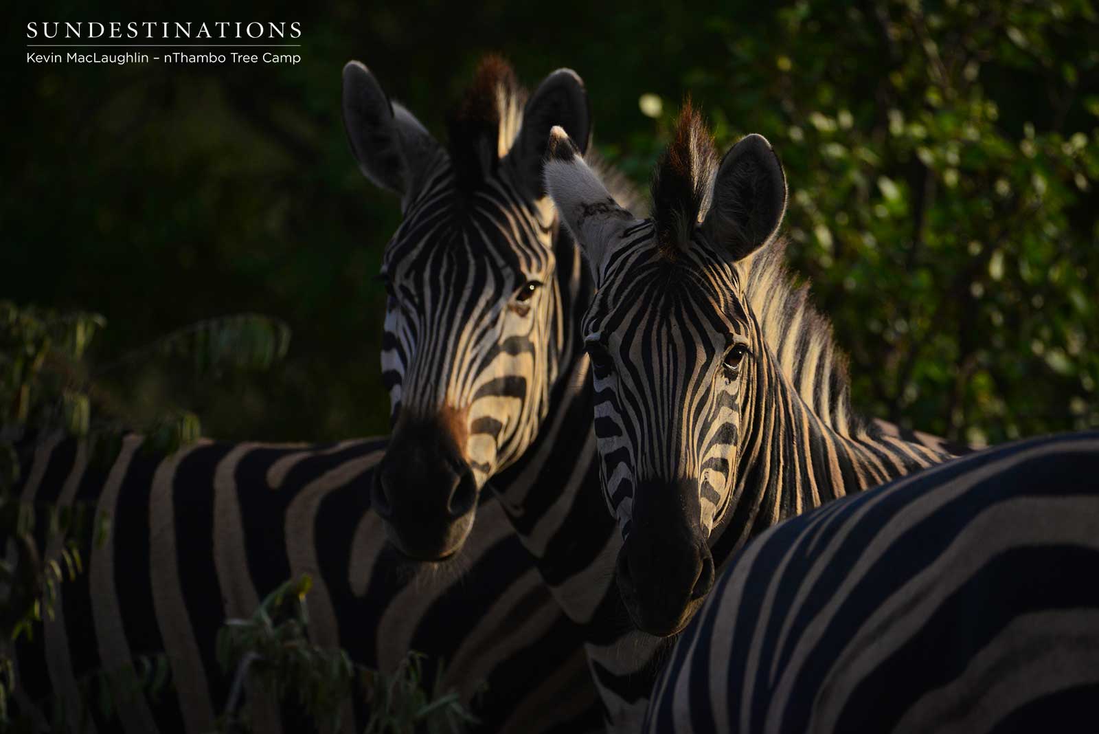 Zebra nThambo Tree Camp