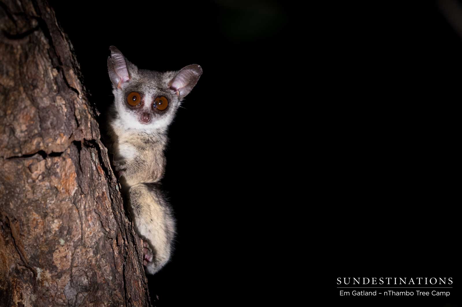 Bushbaby at Night