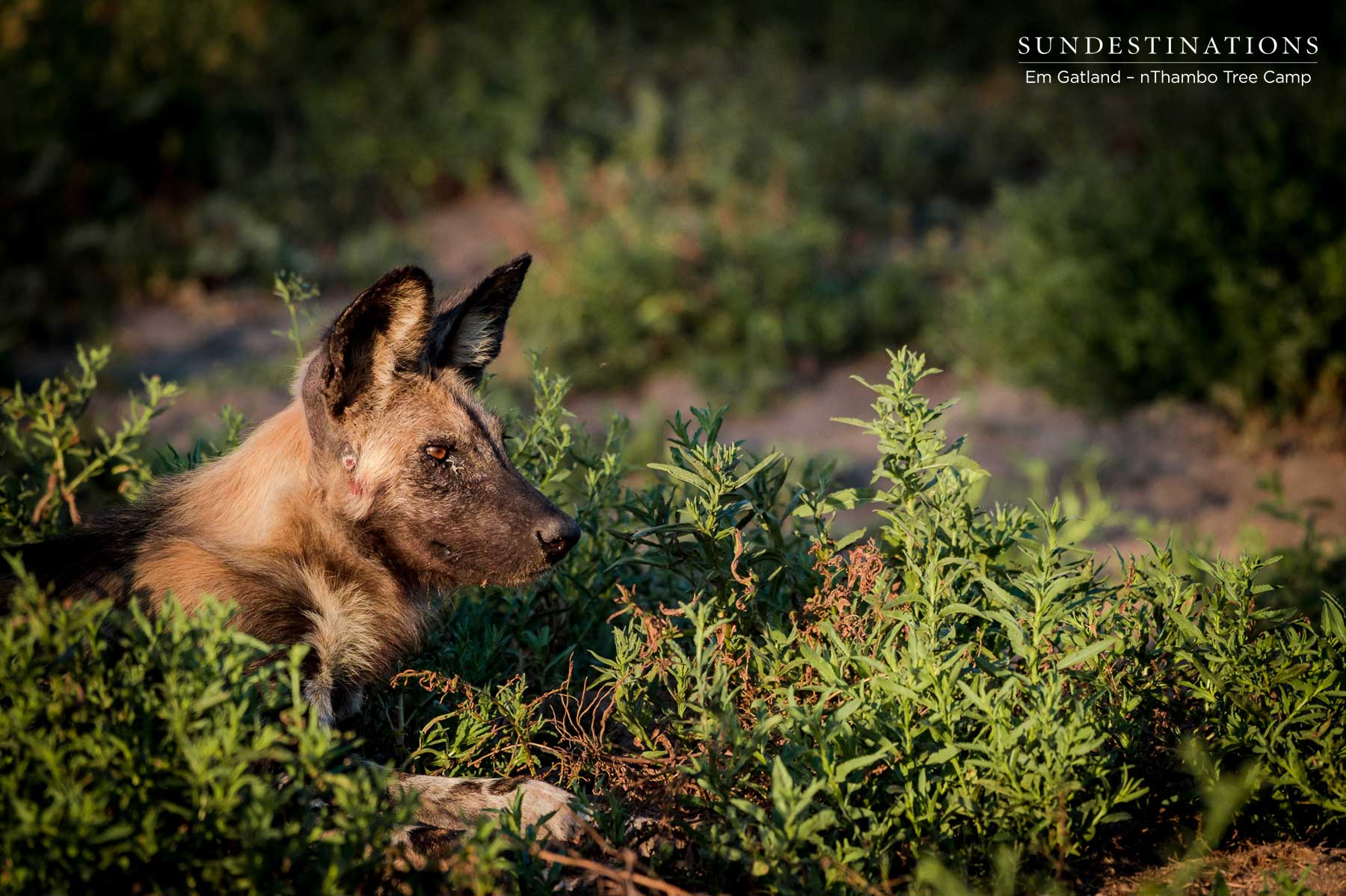 Wild Dog in Thickets