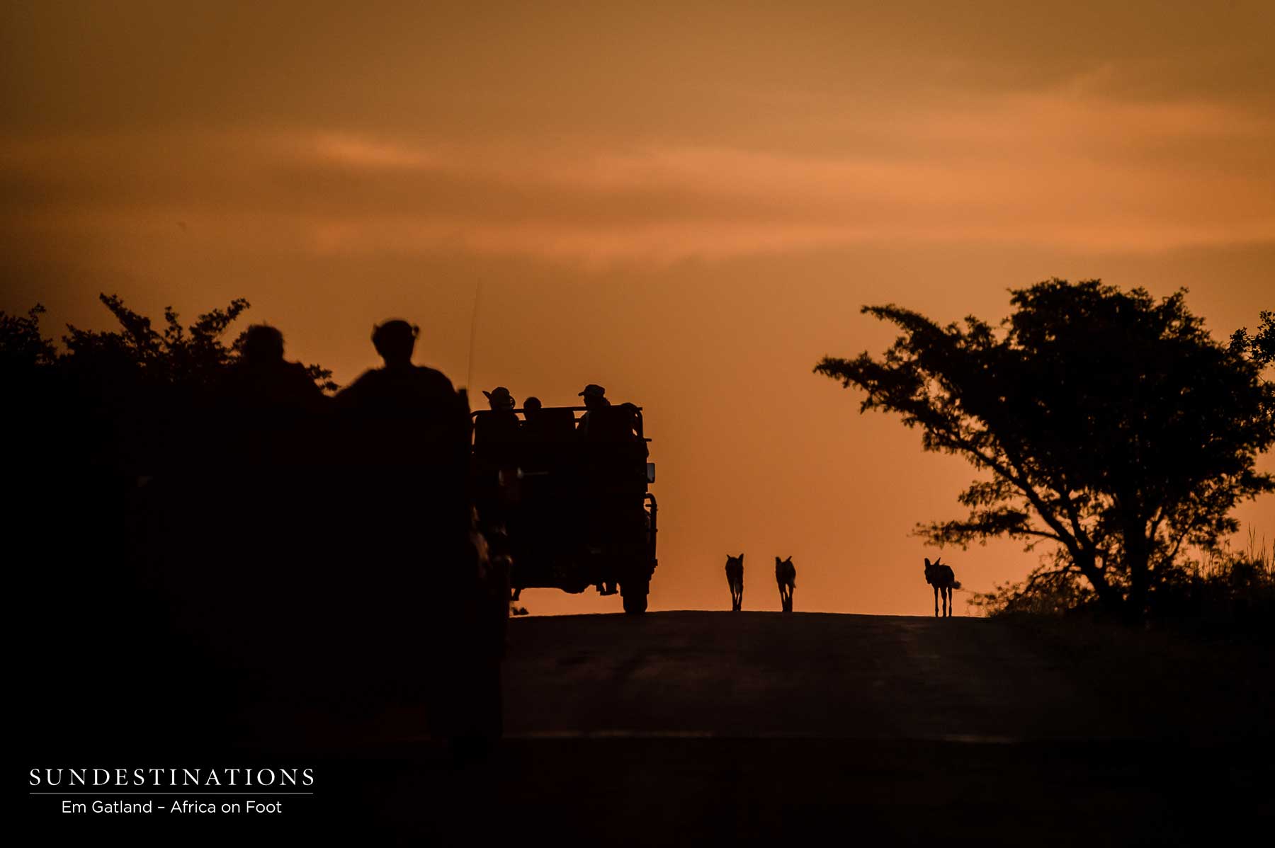 Wild Dogs Africa on Foot Klaserie