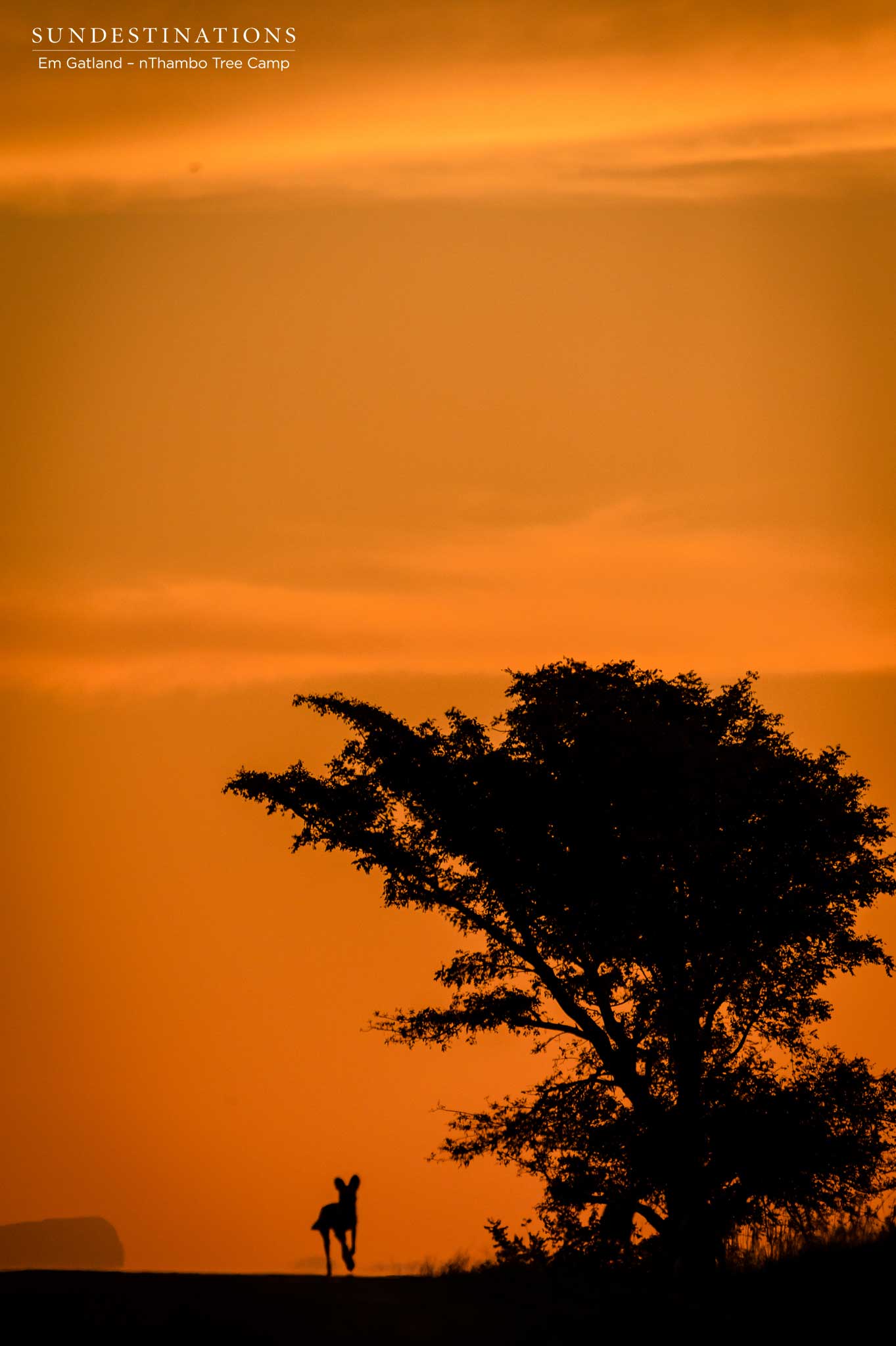 Africa on Foot Wild Dogs