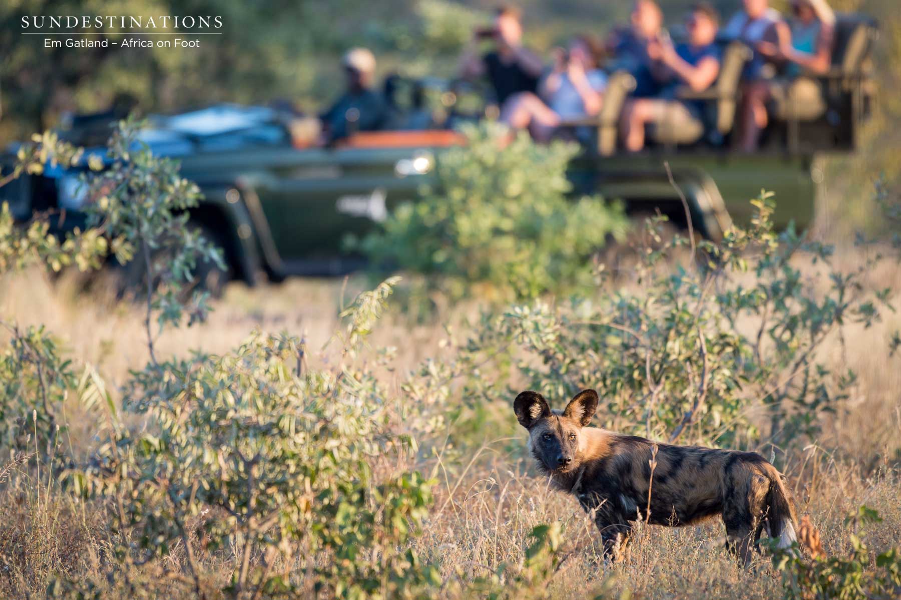 Wild Dog with Vehicle