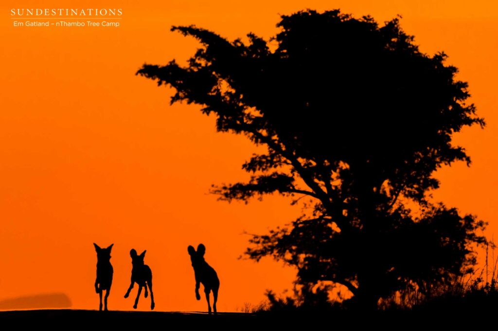 nThambo Wild Dogs