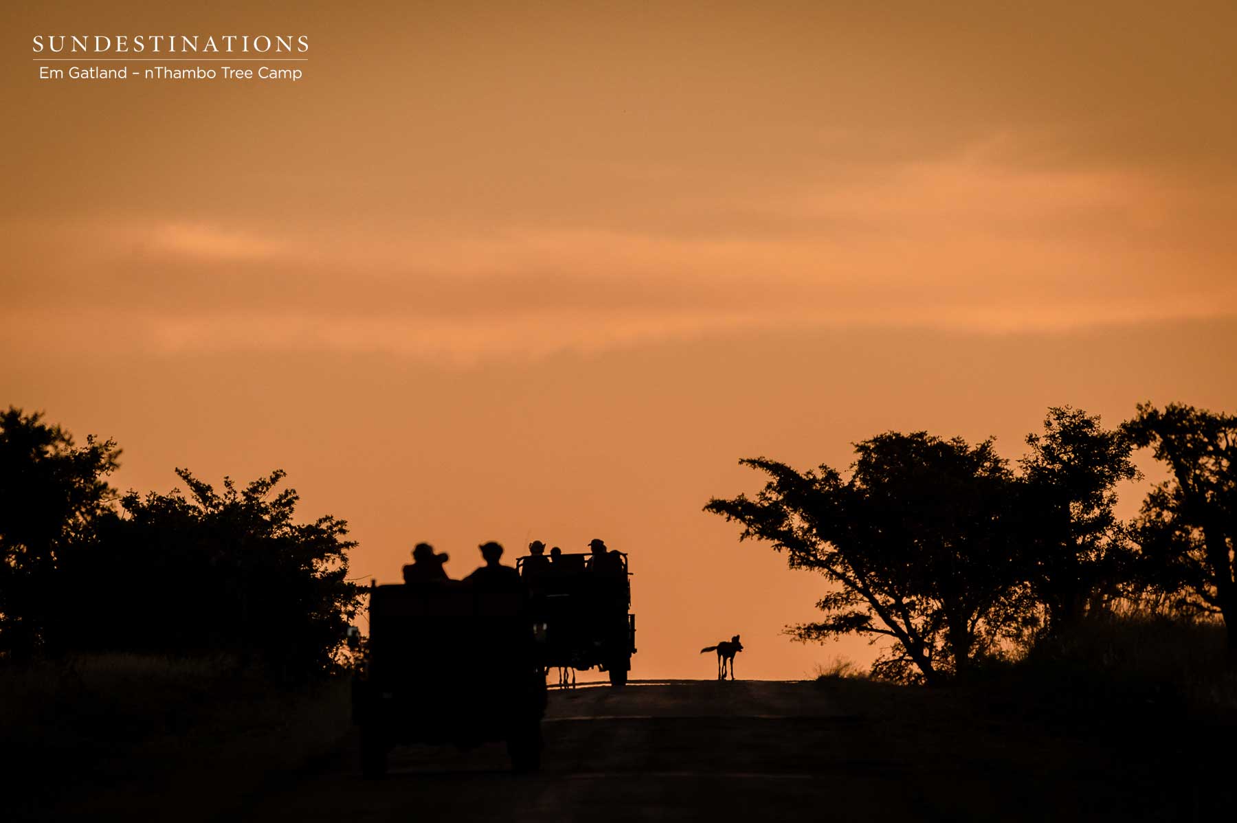 nThambo Wild Dogs on Horizon