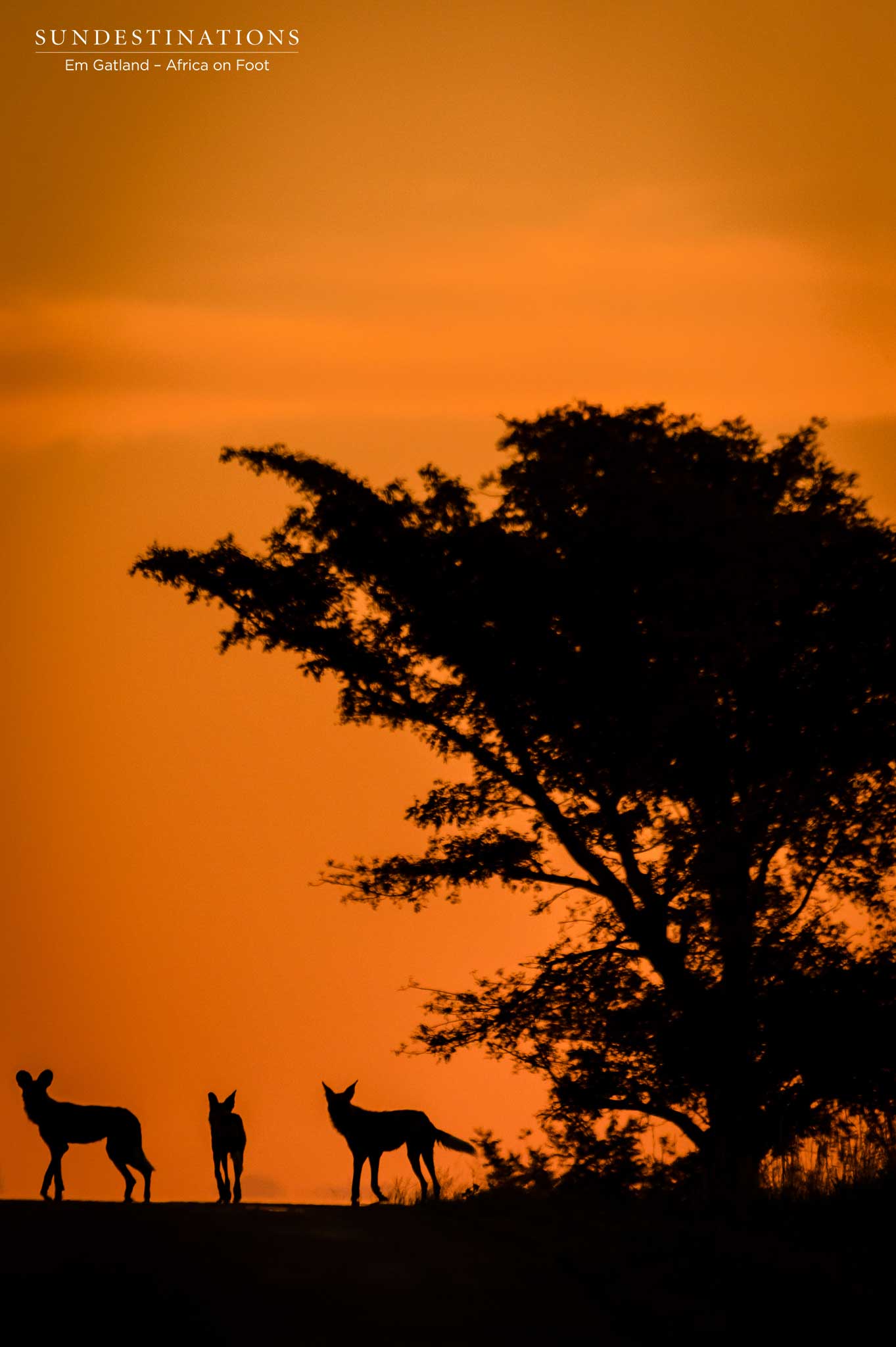 nThambo Tree Camp Painted Dogs