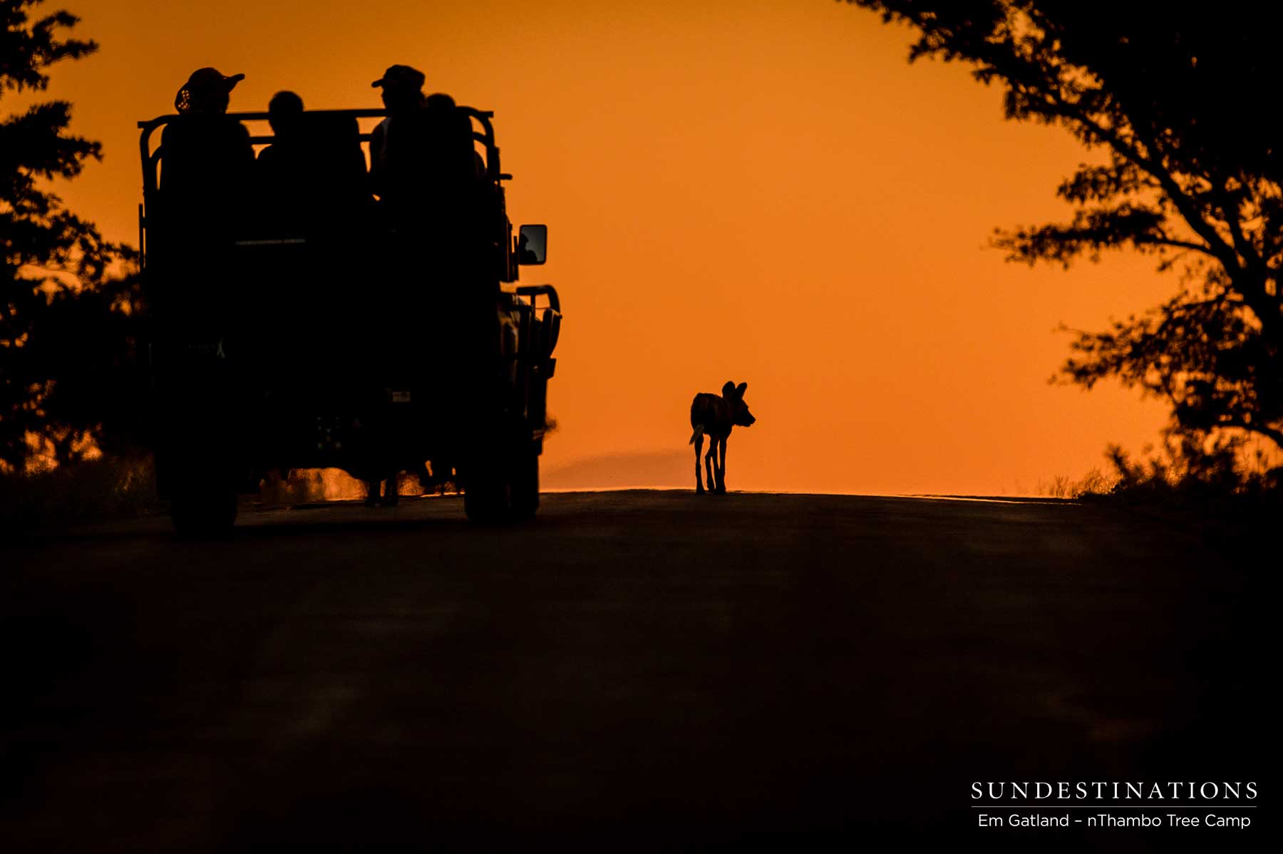 Wild Dogs Klaserie nThambo