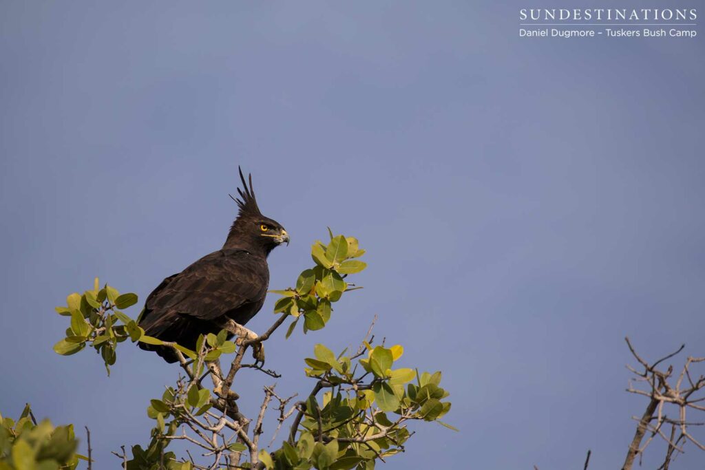 Long-crested eagle