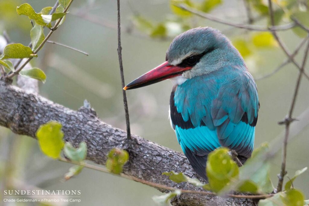Woodland kingfisher