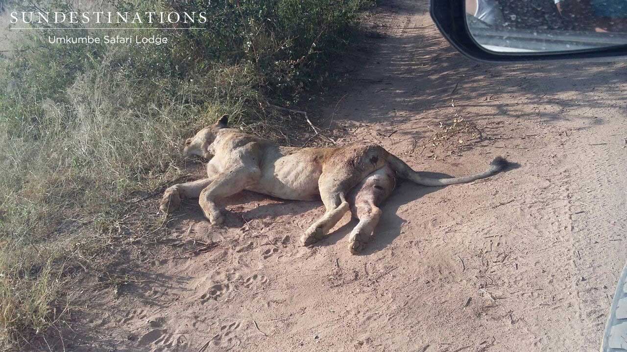 Dead Lioness in Sabi Sand