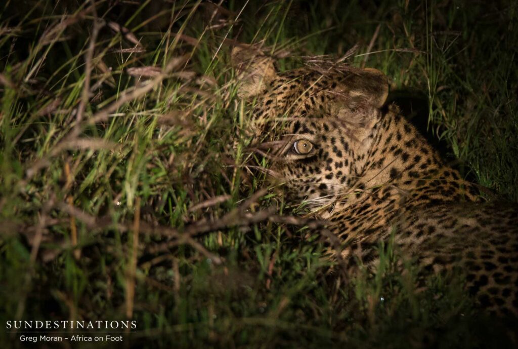 Bundu, male leopard in Klaserie Bundu, male leopard in Klaserie