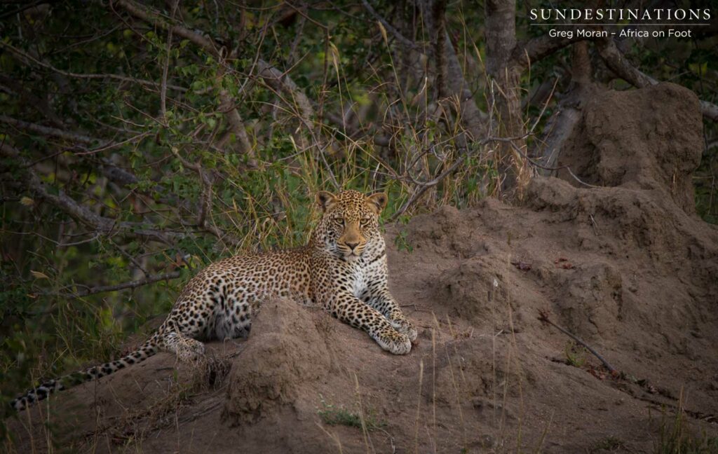 Bundu, male leopard in Klaserie Bundu, male leopard in Klaserie