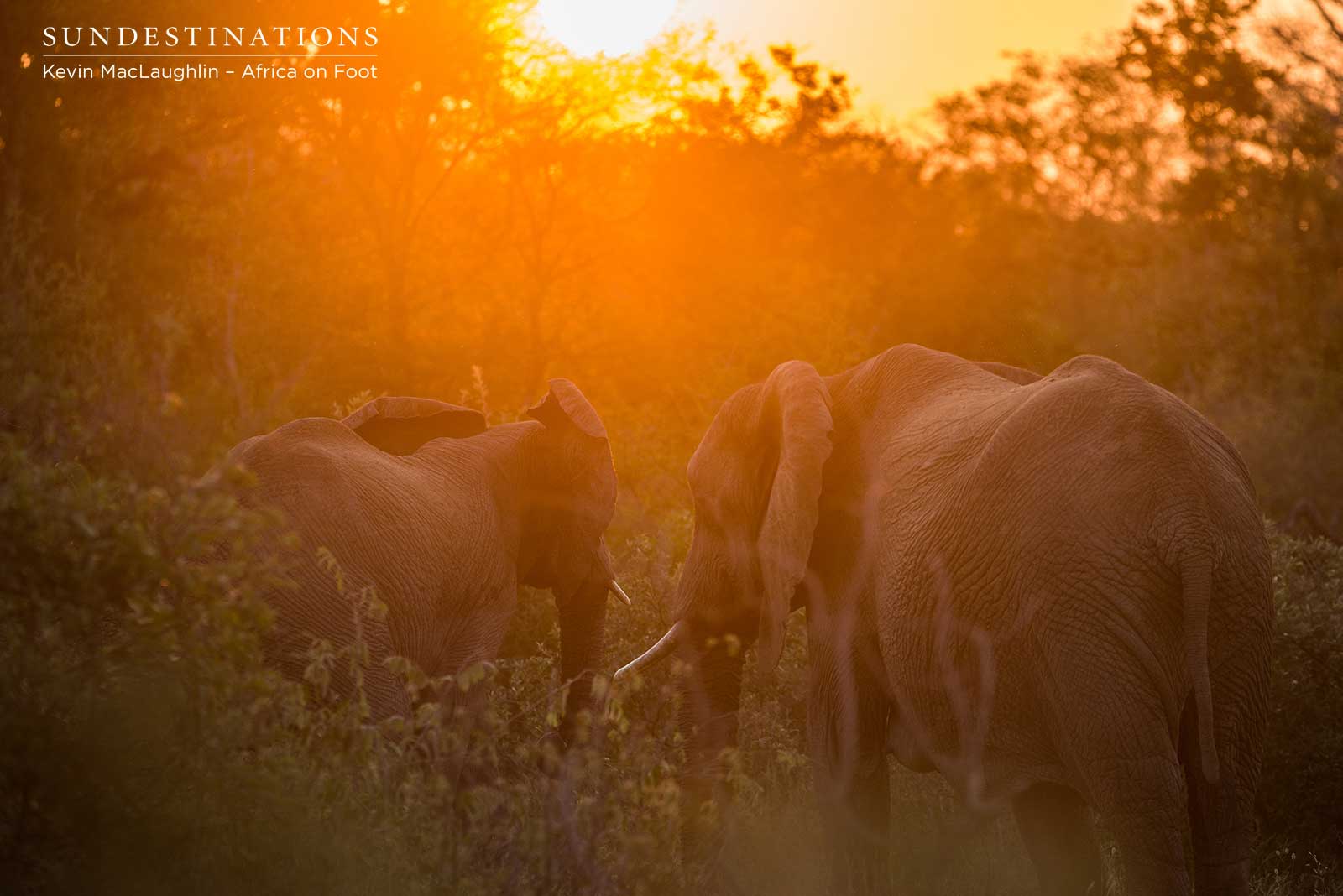 Africa on Foot Elephant in Sunset