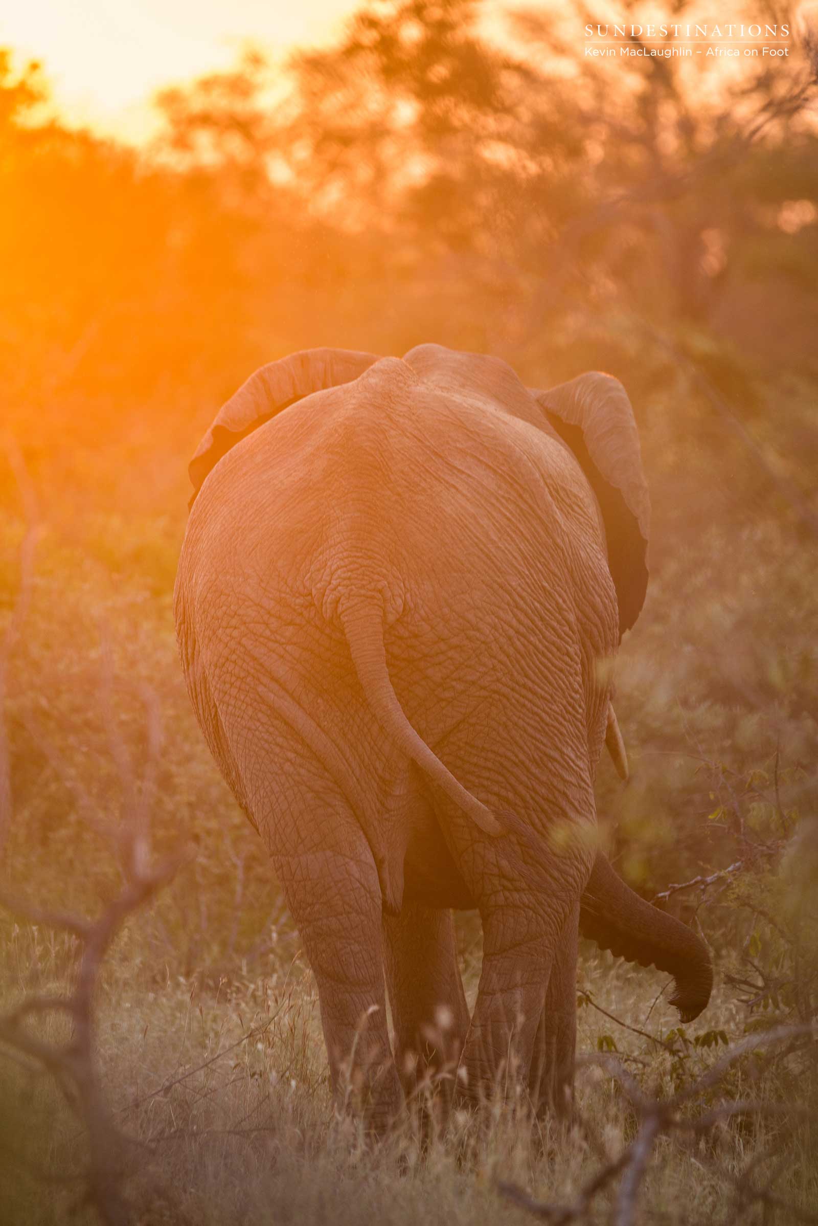 Africa on Foot Elephants