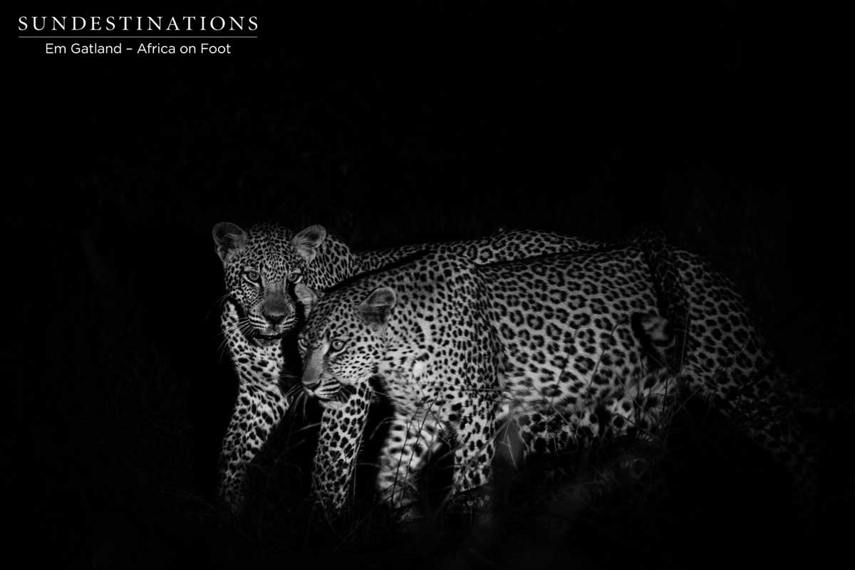Africa on Foot Leopards