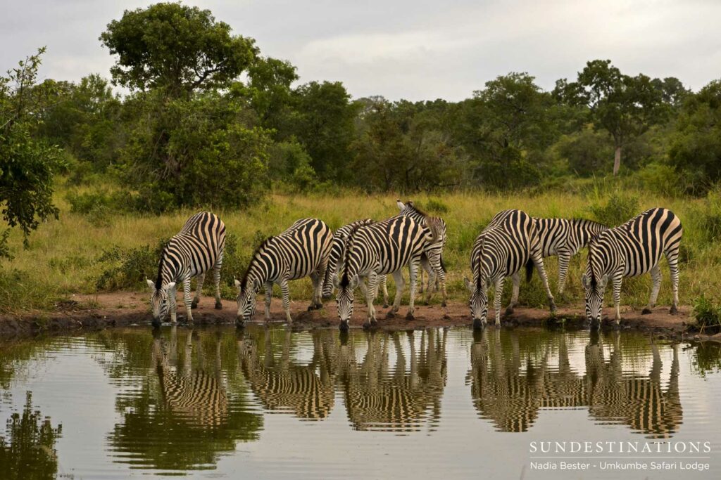 A herd of zebra meets its reflection in the surface of a waterhole A herd of zebra meets its reflection in the surface of a waterhole