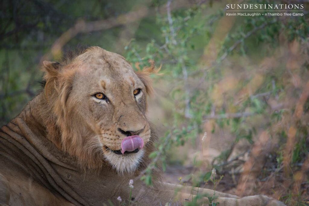 Nomadic pride from Balule at Africa on Foot and nThambo