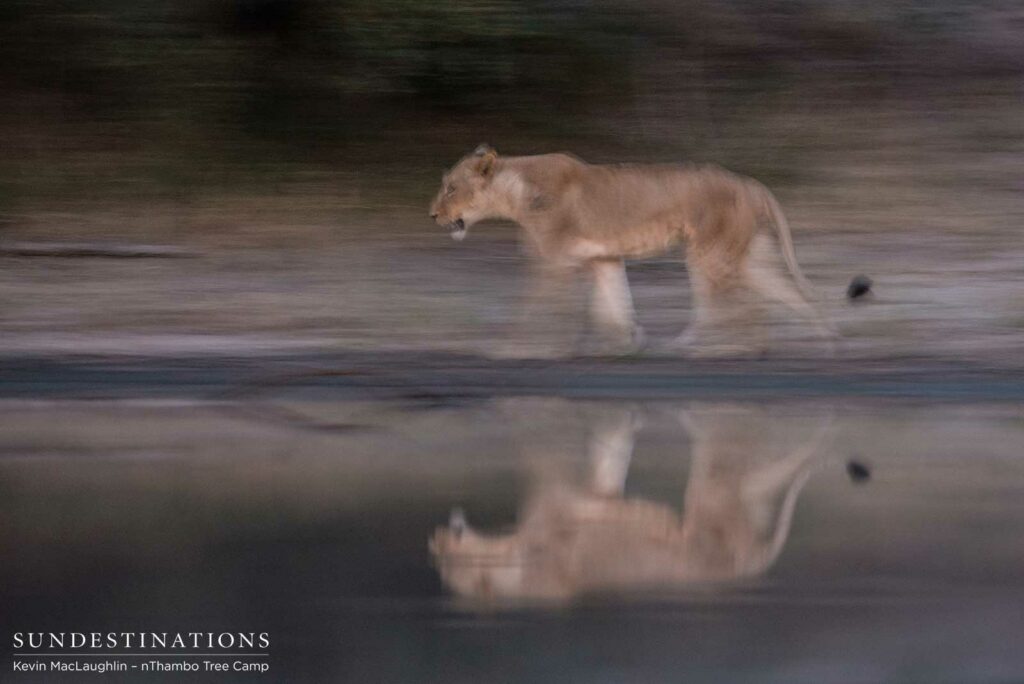 Still water capturing the reflection of a lioness on the move Still water capturing the reflection of a lioness on the move