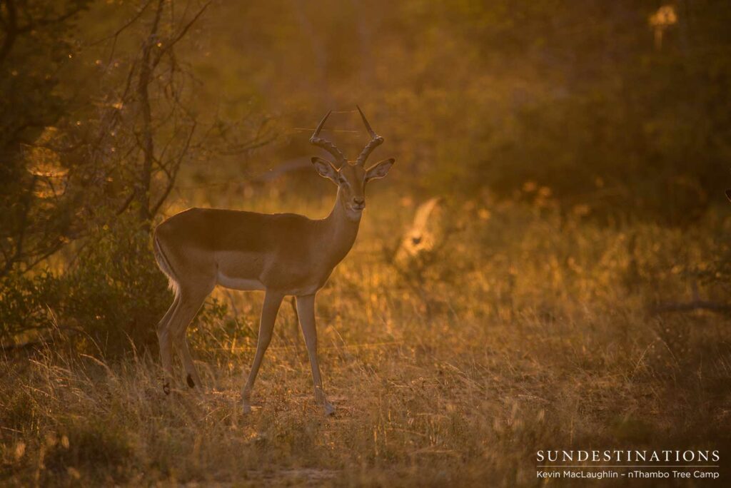 The prolific impala - a proud ram in the midst of rutting season The prolific impala - a proud ram in the midst of rutting season