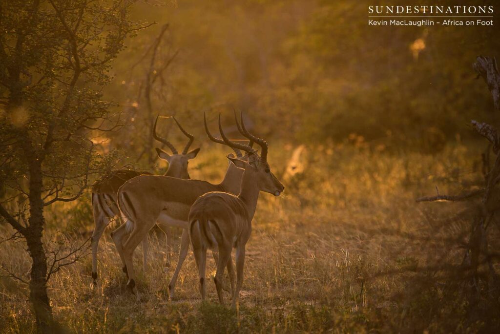 The first moments of light after a dangerous night in the dark The first moments of light after a dangerous night in the dark