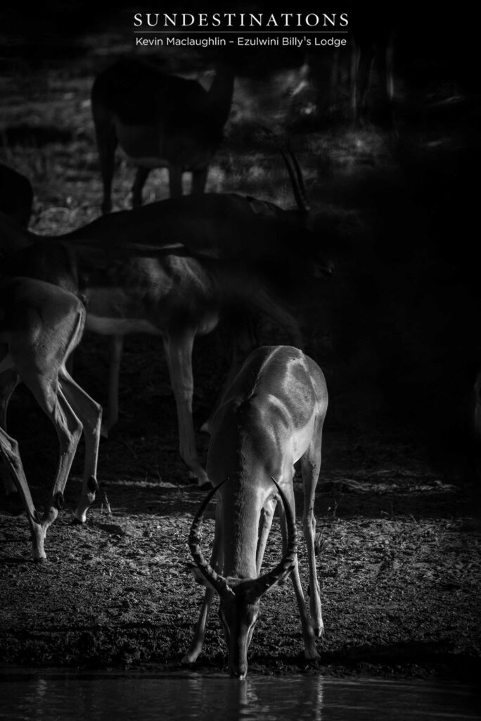 A quiet moment at the waterhole - a nervous moment for the prey species of the Kruger A quiet moment at the waterhole - a nervous moment for the prey species of the Kruger