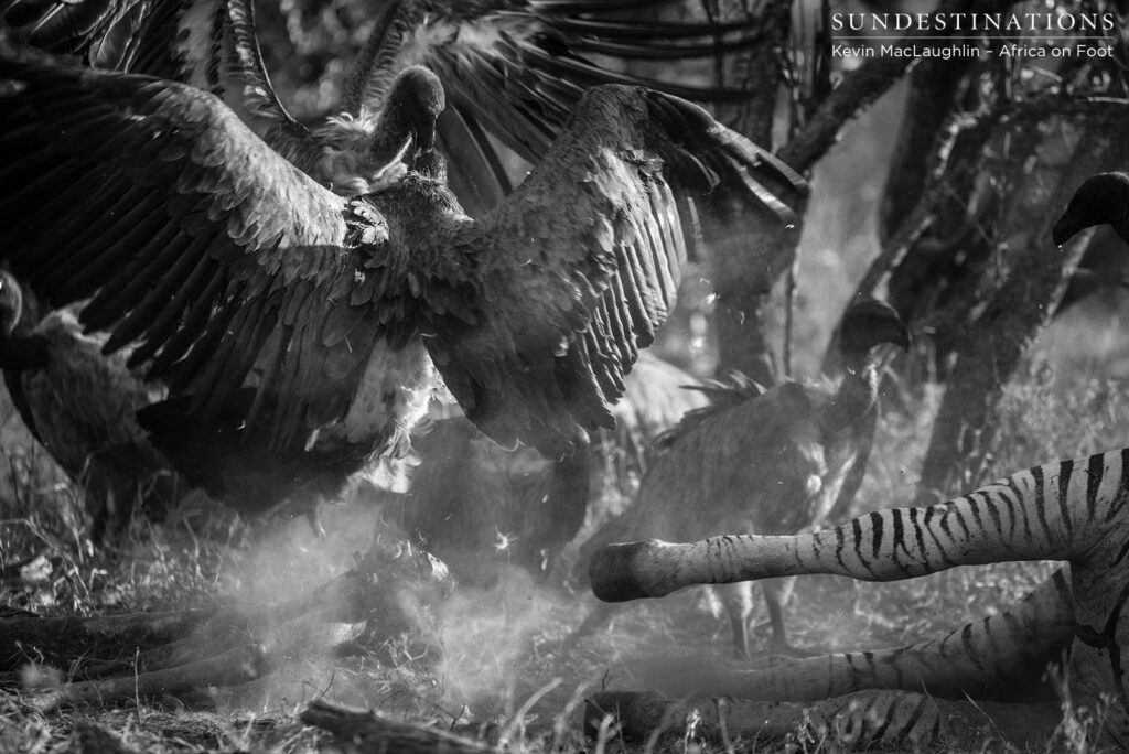 A flurry of activity at the chaotic site of a kill A flurry of activity at the chaotic site of a kill