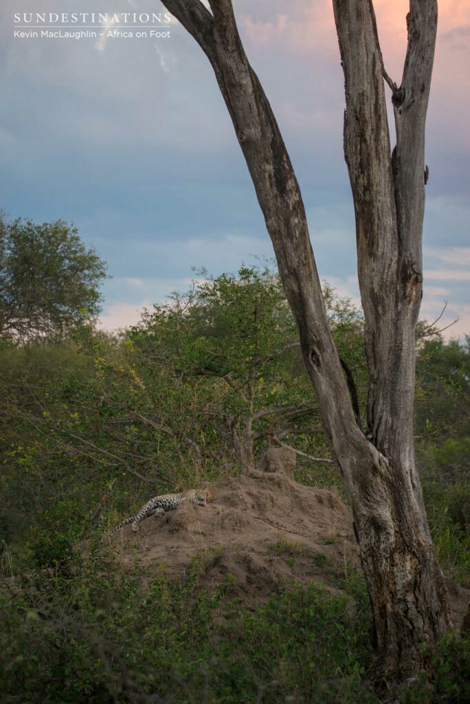 Bundu, male leopard in Klaserie Bundu, male leopard in Klaserie