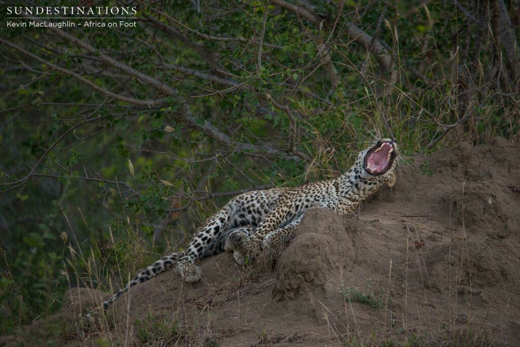 Bundu, male leopard in Klaserie Bundu, male leopard in Klaserie