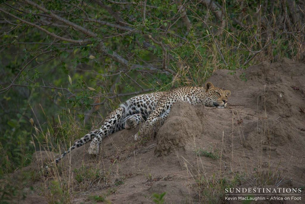 Bundu, male leopard in Klaserie Bundu, male leopard in Klaserie