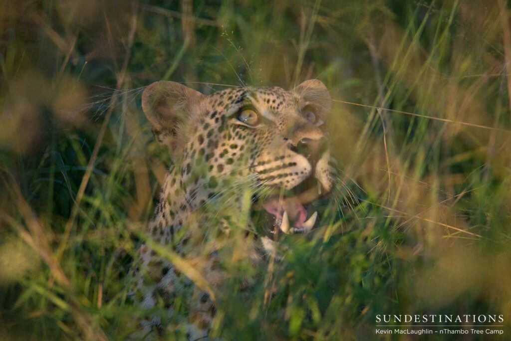 Bundu, male leopard in Klaserie Bundu, male leopard in Klaserie